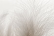 © Anntuan - White grey feathers macro blurred background Cloud Dancer color trend.