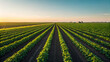 © Mstsonia - Vast field of young green crops planted in perfectly straight, receding rows under a clear, bright sky at sunset or sunrise, suggesting agriculture and growth