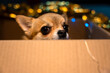 © Dina Luk - A cute small chihuahua dog with big eyes peeking out of a cardboard box with blurred festive lights in the background.
