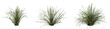 © Viktoria - Set of Juncus effusus (common names common rush or soft rush) isolated png on a transparent background perfectly cutout high resolution
