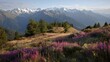 © ArtPixel-Portfolio - Alpine meadow blooming with purple wildflowers and green pines, a panorama of snow capped peaks in the Aosta Valley