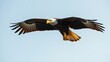 © ad - subjugating. Eagle soaring high in clear sky with sharp gaze focused on ground movement. wildlife magazines, conservation campaigns, designed for wildlife conservation campaigns.