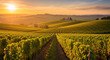 © Mamboo - Vineyard landscape at sunset with rolling hills and rows of grapevines stretching towards the horizon