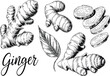 © Majnur - Detailed black vector engraving of fresh ginger root, whole and sliced, symbolizing spice, food ingredient, natural health, and botanical drawing