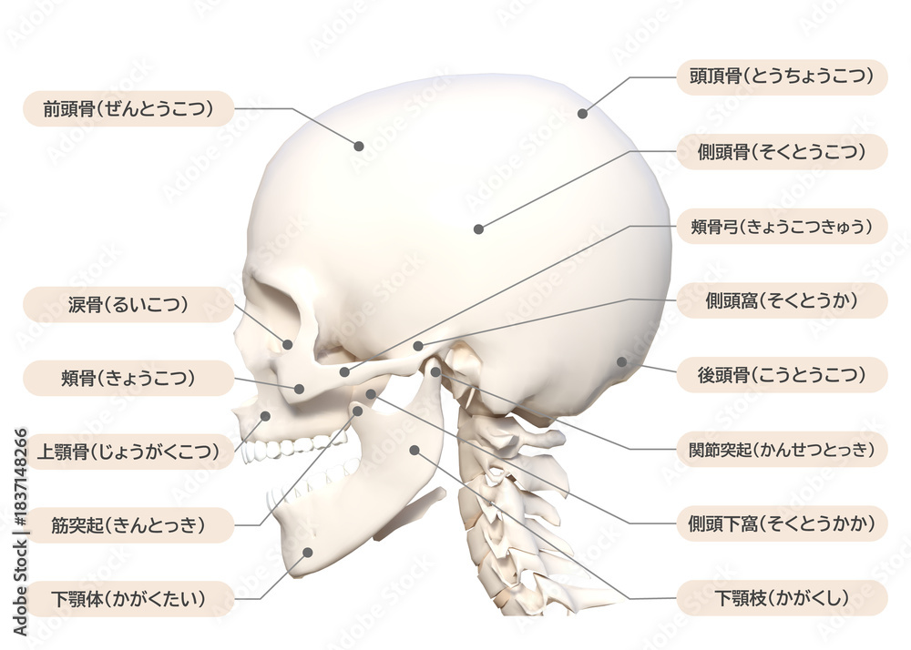 頭蓋骨 頭の側面の骨の図解 3Dイラスト 顔アップ 横向き Stock