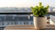 © antuanetto - Small potted pine tree on a wooden balcony table with blurred city view, representing urban winter decor concept and serene morning light
