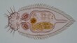© Wattana - A microscopic view of a ciliate organism with a segmented body and flagella.