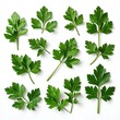 © hap - A flat lay of several vibrant green parsley sprigs arranged randomly on a stark white background, lit softly