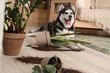 © Pixel-Shot - Naughty Husky dog and fallen flowerpot in living room