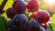 © Mahmoda - Close-up of ripe red grapes on the vine, glistening with morning dew