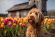 © KseniaJoyg - Cute Brown curly goldendoodle or Cavapoo in a blooming field of tulips in summer