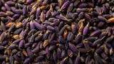 Lavender Seeds: A close-up shot of countless small, dark seeds of lavender evokes a sense of both the calming nature and aromatic essence of the plant.