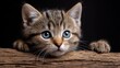 © backup_studio - Adorable striped kitten with big blue eyes peeking over a wooden surface. Cute pet portrait for animal lover, vet clinic, or pet care advertising.