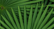 © smth.design - Vibrant green fan palm leaves overlapping in a natural tropical pattern with bold linear textures and lush botanical foliage