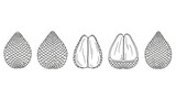 Line art depiction of salak fruit, showcasing whole and halved sections against a plain backdrop