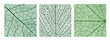 © Vector Tradition - Green leaf vector textures with veins. Green botanical leaf cells background for eco friendly posters, environment, textile print. Detail closeup leaf skeleton for friendly environment pattern