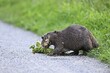 © Stefan Huwiler/imageBROKER - European beavers (Castor fiber), walking along a field path with a turnip in its mouth, Freiamt, Canton Aargau, Switzerland