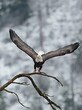 © Gregory Johnston - Eagle starts to fly from branch.