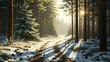 © Thai - Serene pine forest path illuminated by warm winter sunlight, capturing quiet seasonal stillness, golden light filtering through trees, and a peaceful natural atmosphere with no human presence