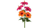 Isolated Hibiscus flowers on a stem with leaves, colorful blossoms bloom tropical plant
