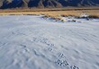 © Arteis - Animal Tracks in Fresh Snow on Frozen Lake Winter Landscape.