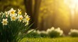 © DisignUA - Cluster of white and yellow daffodils blooming in a spring garden during golden hour
