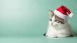 © onehourhappiness - Cute Kitten Wearing Santa Hat, Christmas Holiday Pet Portrait, Adorable Animal