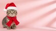 © onehourhappiness - Cute Kitten in Santa Hat  Scarf, Christmas Holiday Pet Portrait
