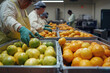 © scaliger - Workers sorting oranges and lemons in fruit processing plant warehouse with industrial equipment