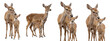 © Charle - Set of Doe with baby isolated,  deer with its baby fawn, roe deer fawn with  mother, Baby white tail deer fawn with mother PNG