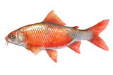 Orange barb fish hand drawn watercolor painting