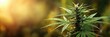 © Olena - Lush Green Cannabis Plant Surrounded by Organic Wild Background for Natural Healing and Wellness