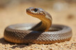 © Viktor - Dangerous Australian Eastern Brown Snake coiled on sandy ground. Venomous reptile in defensive S-pose raising head. Wild animal predator looks alert, ready to strike in natural desert habitat.