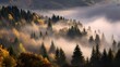 © Jojo* - Dense evergreen and deciduous forest canopy shrouded in low-hanging atmospheric mist