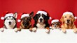 © qi - group of christmas dogs