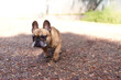 © Uriel Lu - Fawn french bulldog walking on gravel path outdoors
