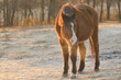 © pimmimemom - A very old Arabian horse in snowy pasture on a cold winter morning, with sunrise lighting up his breath in the air
