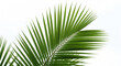 © ณภัทร วงค์มาวิวัฒน์ - Palm frond: The image of a vibrant palm frond, showcasing intricate details of nature's design, and adding a touch of tropical beauty to any project.