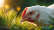 © Art of Ngu - Close-up of a white chicken pecking grass in a sunlit field during golden hour