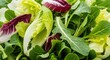 © MstAsma - Fresh mixed salad greens with water droplets, close-up view of vibrant organic leafy vegetables ready for healthy eating