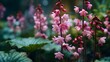 © horizon - Cluster of tall slender pink Heuchera wildflowers grows in a garden against a dark green background with soft focus and natural beauty.