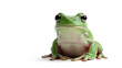 © Jamilatul - A charming green tree frog sitting calmly and looking directly at the viewer, highlighted against a clean, isolated white background for clear display