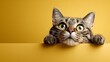 © VictorCanalesStudio - Curious tabby cat peeking over a yellow surface with copy space looking up