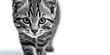© Yuliia - Adorable gray tabby kitten with green eyes walking forward on white background, isolated pet portrait for design projects and marketing materials.