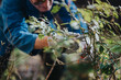 © qunica.com - A gardener wearing gloves trims tangled branches of a shrub, focusing on careful removal to promote healthy growth.