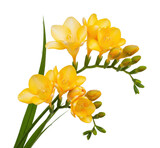 Vibrant yellow freesia flowers nature scene floral isolated on transparent background