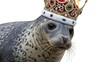 © AC's Inspired Images - seal wearing a gold ornate crown, queen or king crown, on a white background, animal photo