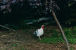 © SHOTPRIME STUDIO - Turkey, farm bird, white turkey, walking turkey, rural yard, foraging, adult turkey, poultry — Adult white turkey walking calmly in shaded rural yard near wood pile, alert and pecking for food.