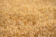 © Volodymyr - Wheat background representing harvest and rural farming. Close-up of ripe grain ready for harvest in a natural farmland setting. Crop fields showing growth and agricultural patterns.