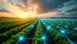 © Maryna - Rows of green crops stretch towards horizon. Digital grid overlays field with glowing blue nodes. Sunrise or sunset sky with clouds. Advanced tech in agriculture, smart farm data.